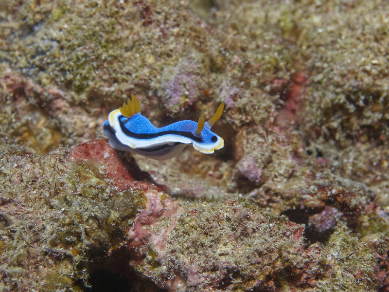 Nudibranch, Wreck Point